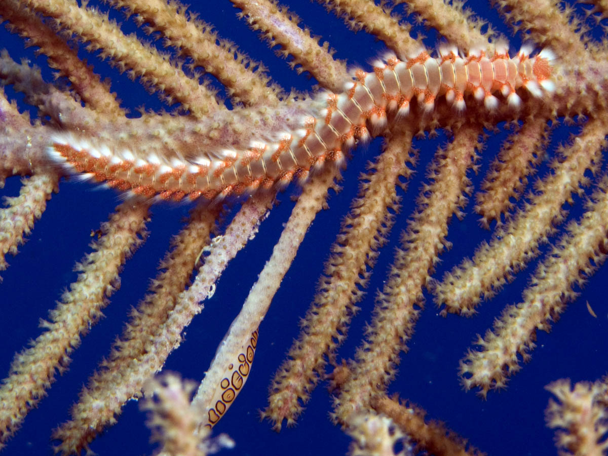 Bristleworm (and incidental flametongue)